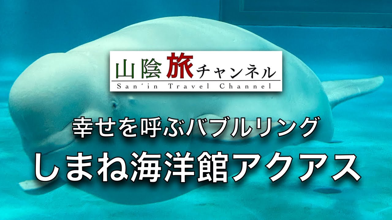 しまね海洋館アクアス　シロイルカのパフォーマンスが大人気/Shimane Aquarium. The performance of beluga whales is very popular!
