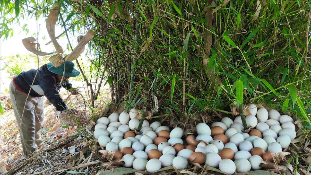 A great woman or a woman who lays eggs, not in one place, but in many places.
