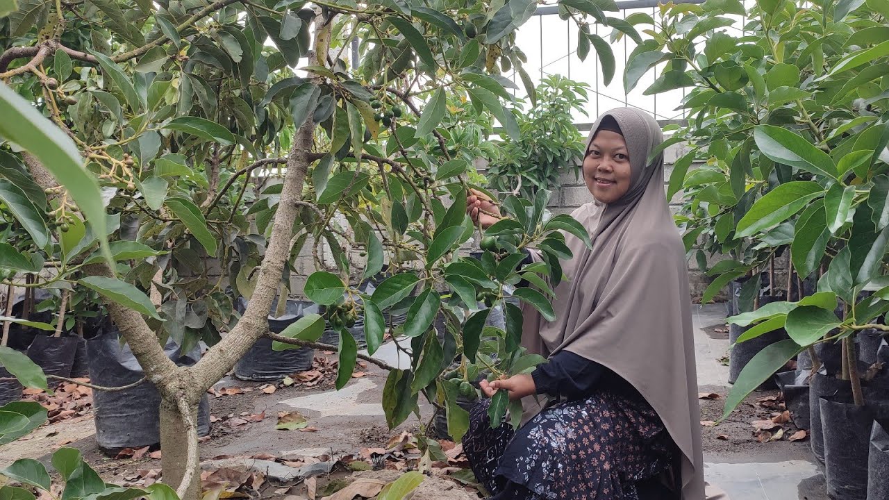 MONROE ALPUKAT LEBAT PALING ADAPTIF UNTUK DATARAN MENENGAH TINGGI
