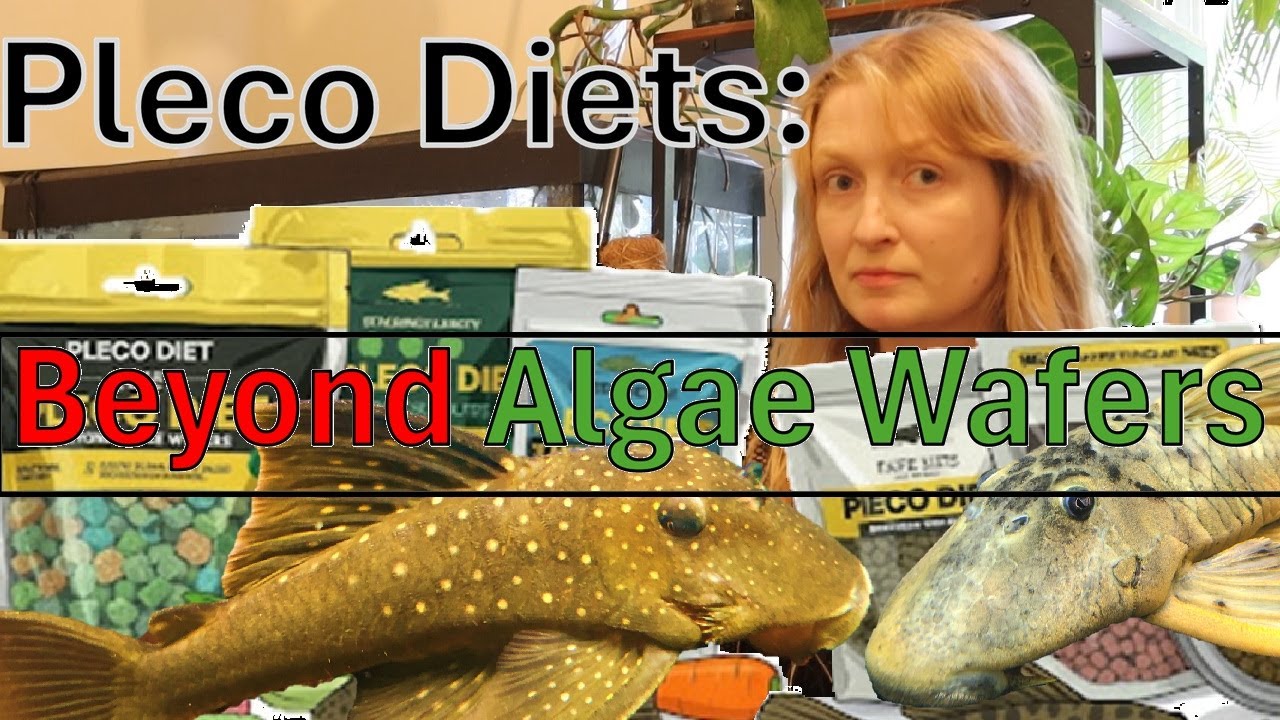 Algae Wafers aren't Enough. Pleco Diets #Loricariidae