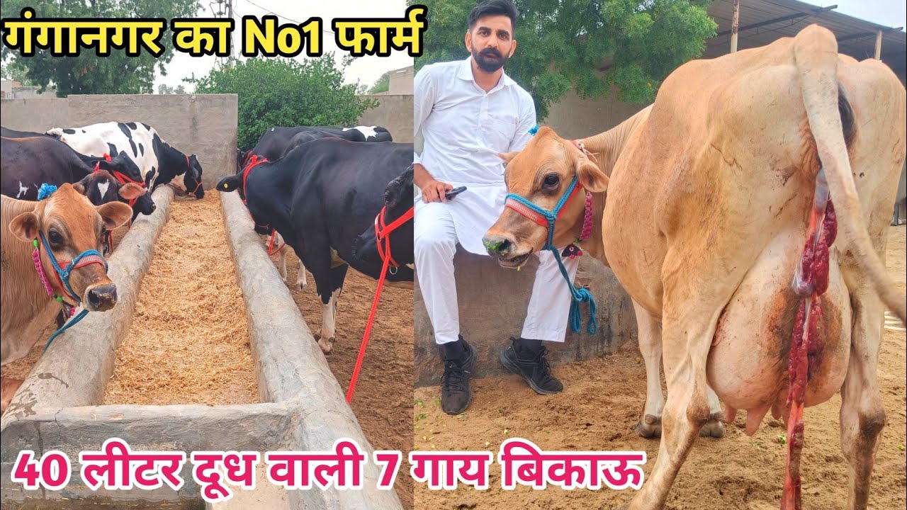 👍40 लीटर दूध वाली 7 गाय सस्ते दामों पर!!! Top Hf & Cross Cow For Sale 👍.. Ganganagar Rajasthan
