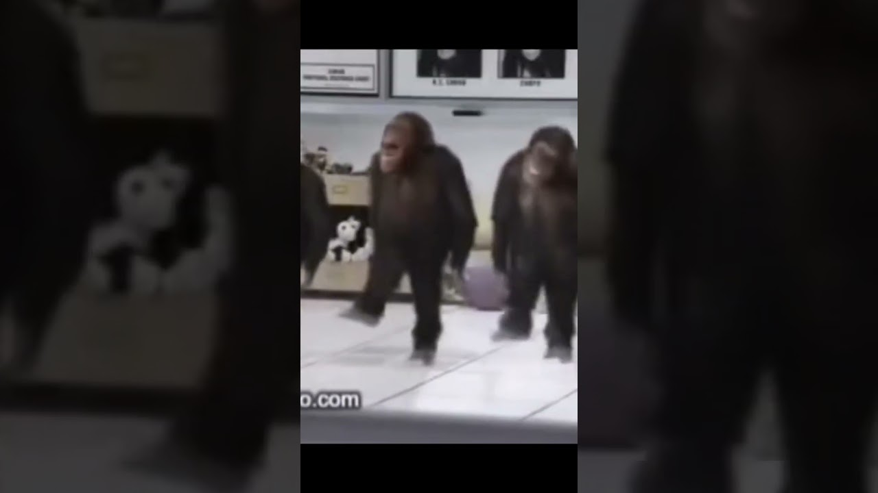 uuu ua a uaa #meme |video no mio