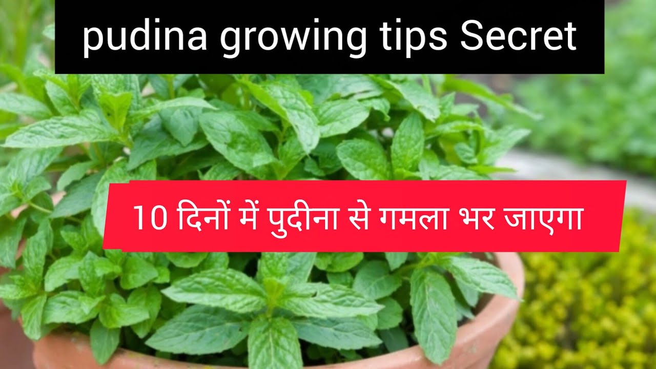 March me cutting se aise lgaye pudina / Pudina growing tips secret/ mint growth 