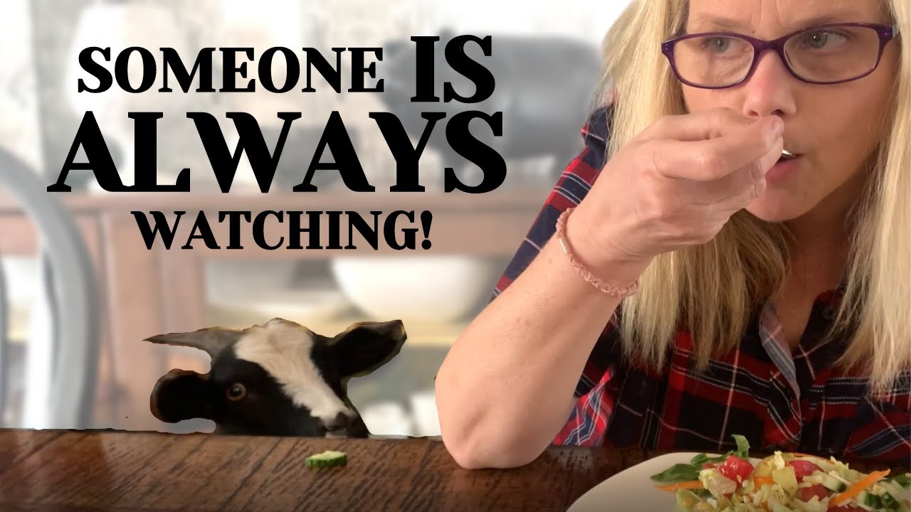 GOAT BEGS FOR FOOD || Life with Penny the house GOAT ||