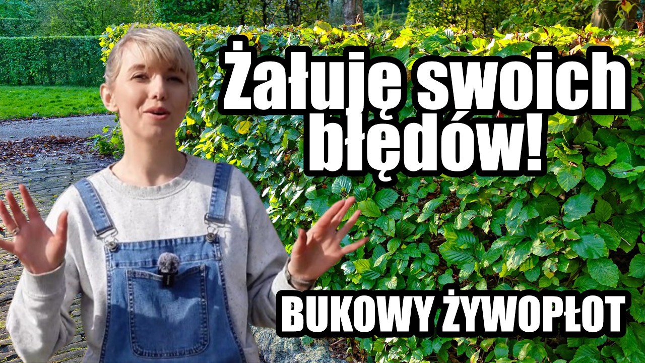 Gęsty i trwały żywopłot liściasty – sadzę buki krok po kroku!