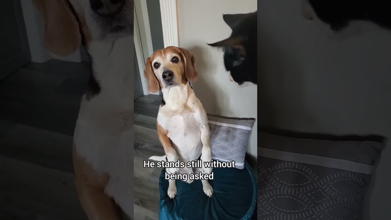 Beagle's Smart Way of Asking for Human Food! #shorts