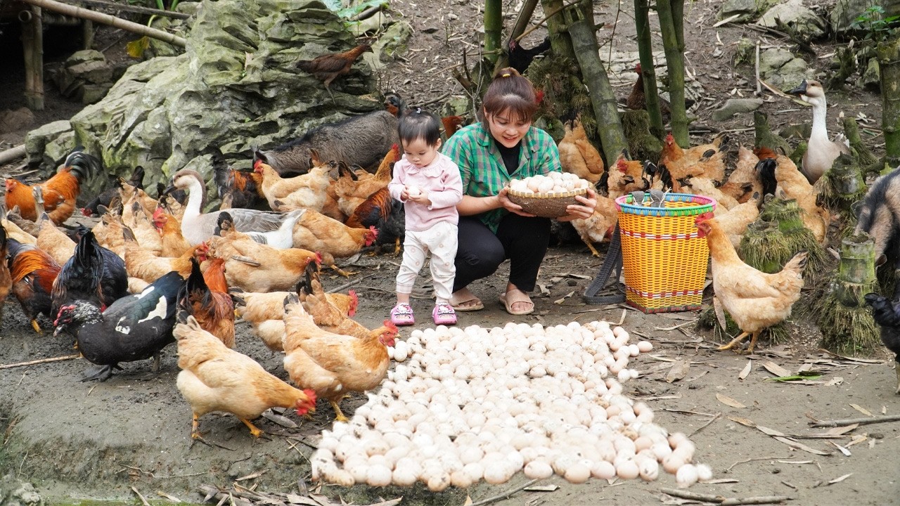 Harvest Chicken Eggs Goes to the market sell - Cooking - Live with nature