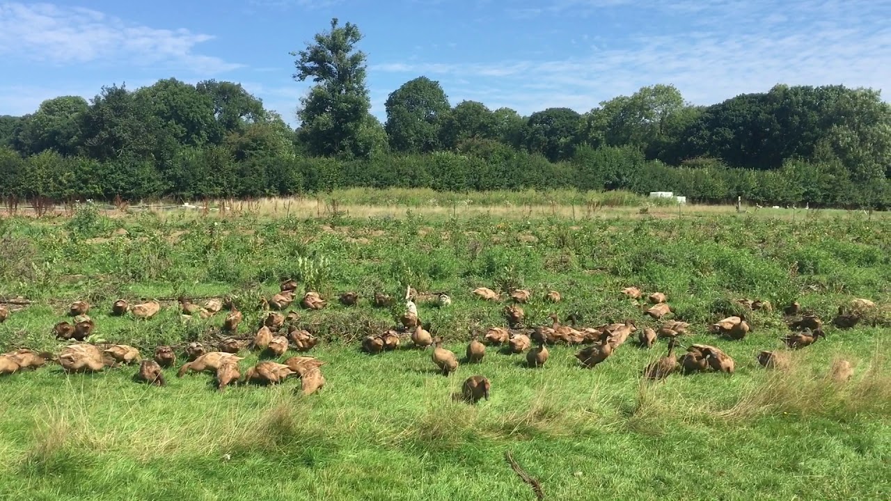 A day in the life of the ducks of Parc Carreg (back in the day)