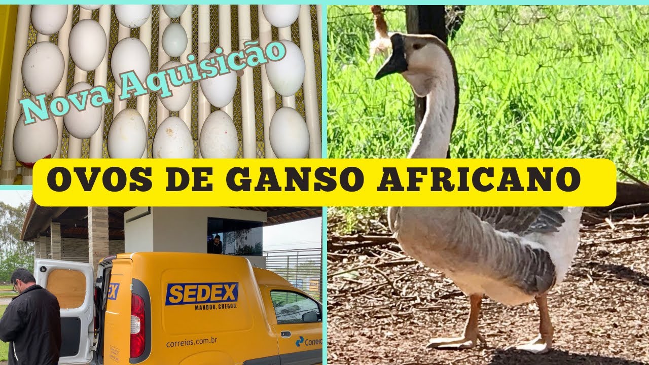 Aquisição de Ovos de GANSO AFRICANO e GANSO SINALEIRO PARDO do MÁRIO SALVIATO de Porto Ferreira / SP