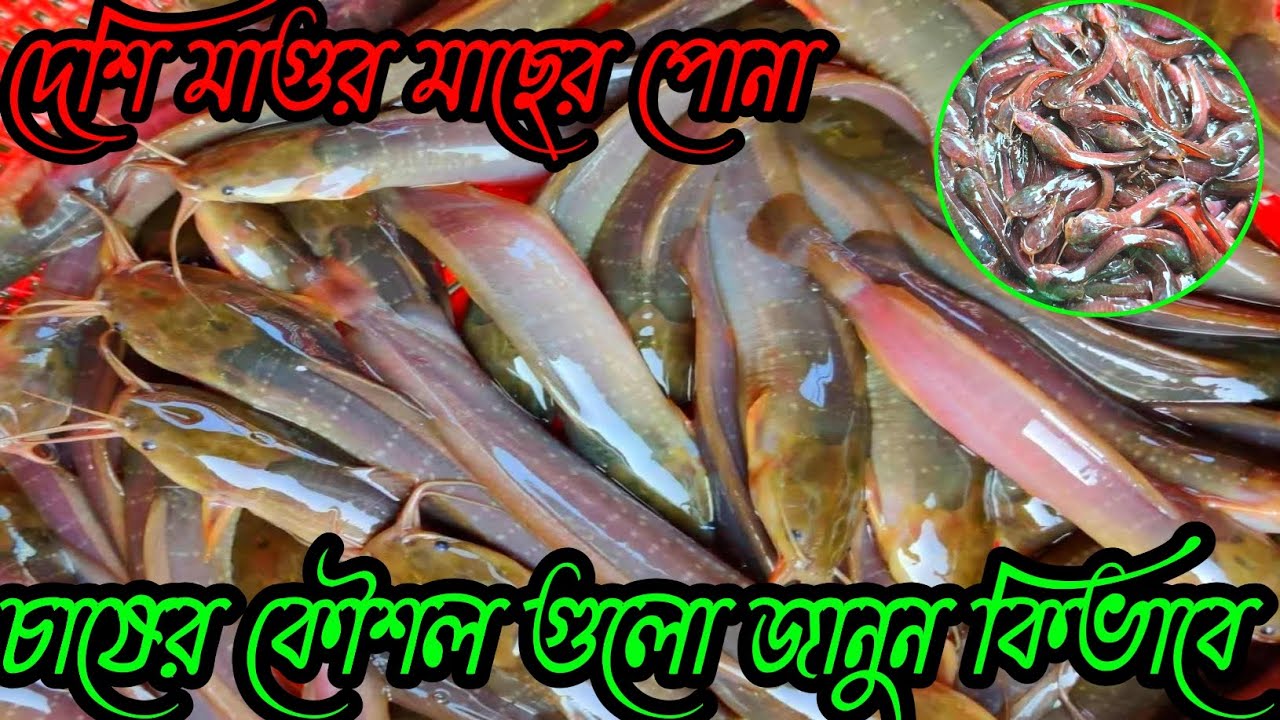 ছোটখাটো জায়গায় পুকুরে চাষ করুন। দেশি মাগুর মাছের পোনা। যেকোনো সাইজের পাওয়া যায়।