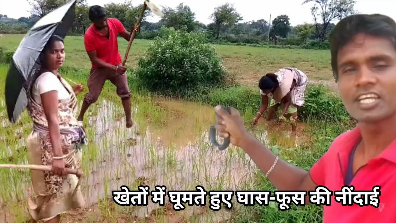 खेतों में घांस-फूस को उखाड़ फेंकने का काम// Village lifestyle// Baxla days