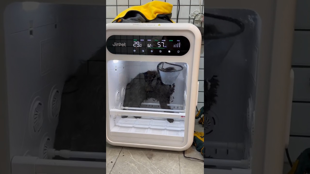 “World’s Angriest Cat vs Groomer – Who Wins?” 