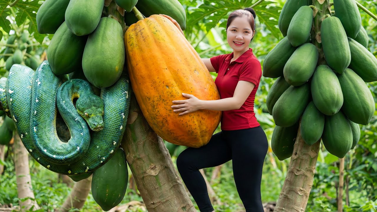 Harvesting 1000+ Kg Green Papaya Goes To Market Sell,  Make Salad Papaya ThaiLand Traditional