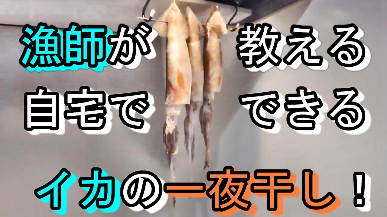 肝付きスルメイカの一夜干し！漁師が自宅で作る干物シリーズ！簡単漁師飯！