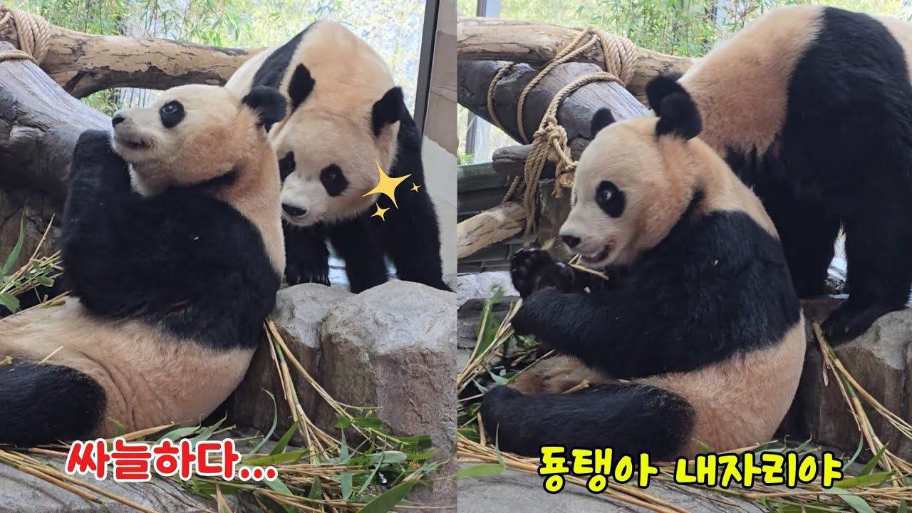 [ep.774]루이 자리에 앉아서 밥먹는 후이♡주인왔어요 후이씨~😁 