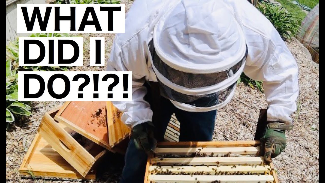 SASKATRAZ HONEY BEES UPDATE