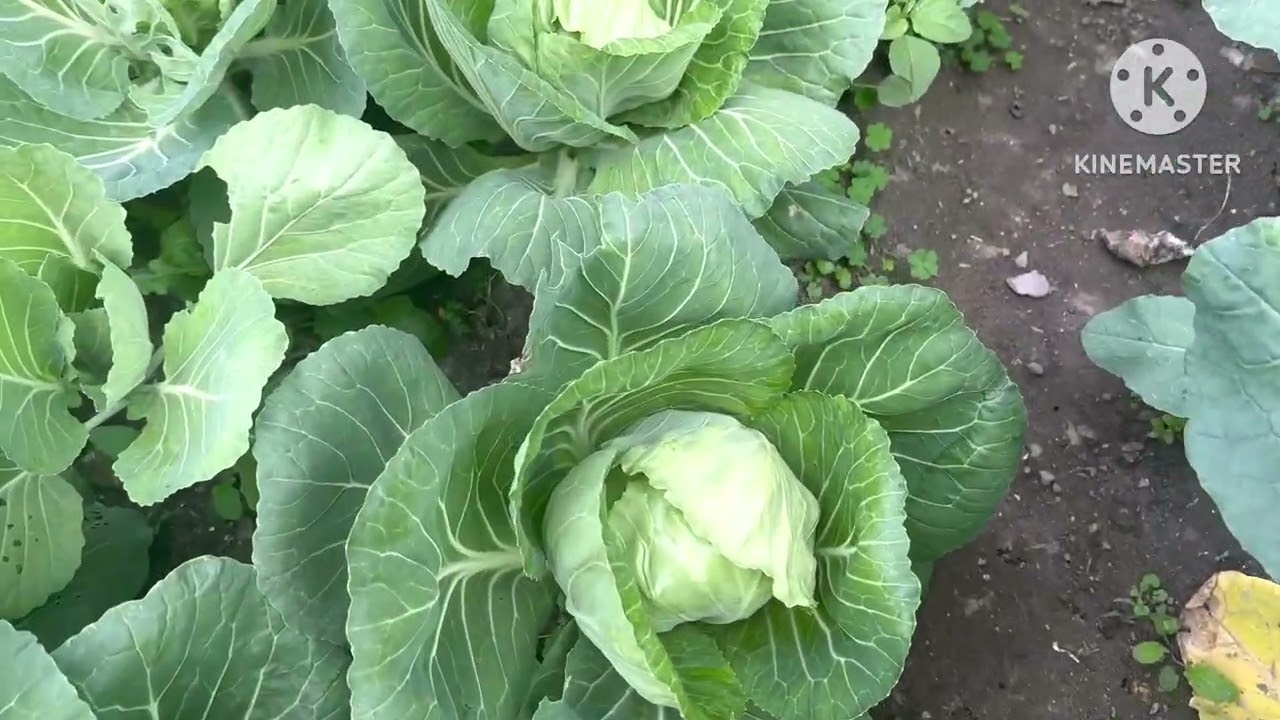 Growing Organic Vegetables in Home Garden 🌿 | Healthy & Chemical-Free#organicfarming