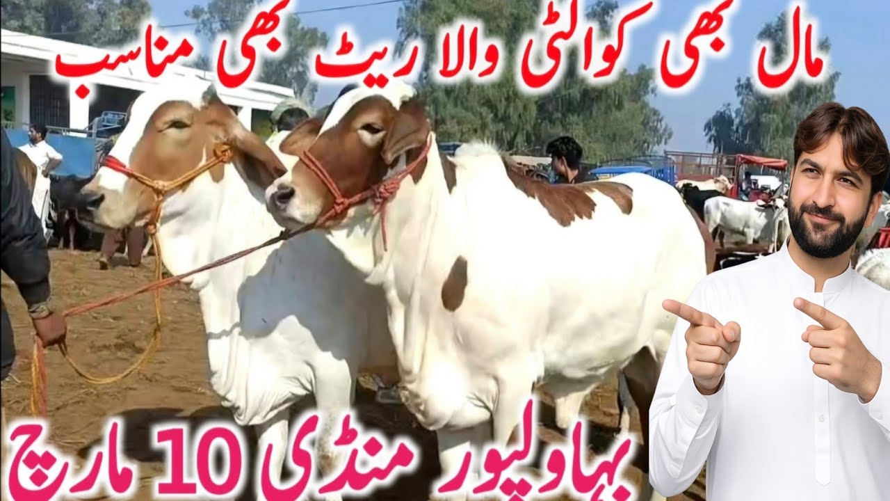 Bahawalpur Cow Mandi Today | Sahiwal, Cholistani, Brahman Bachre Rates | Global Village Farming 