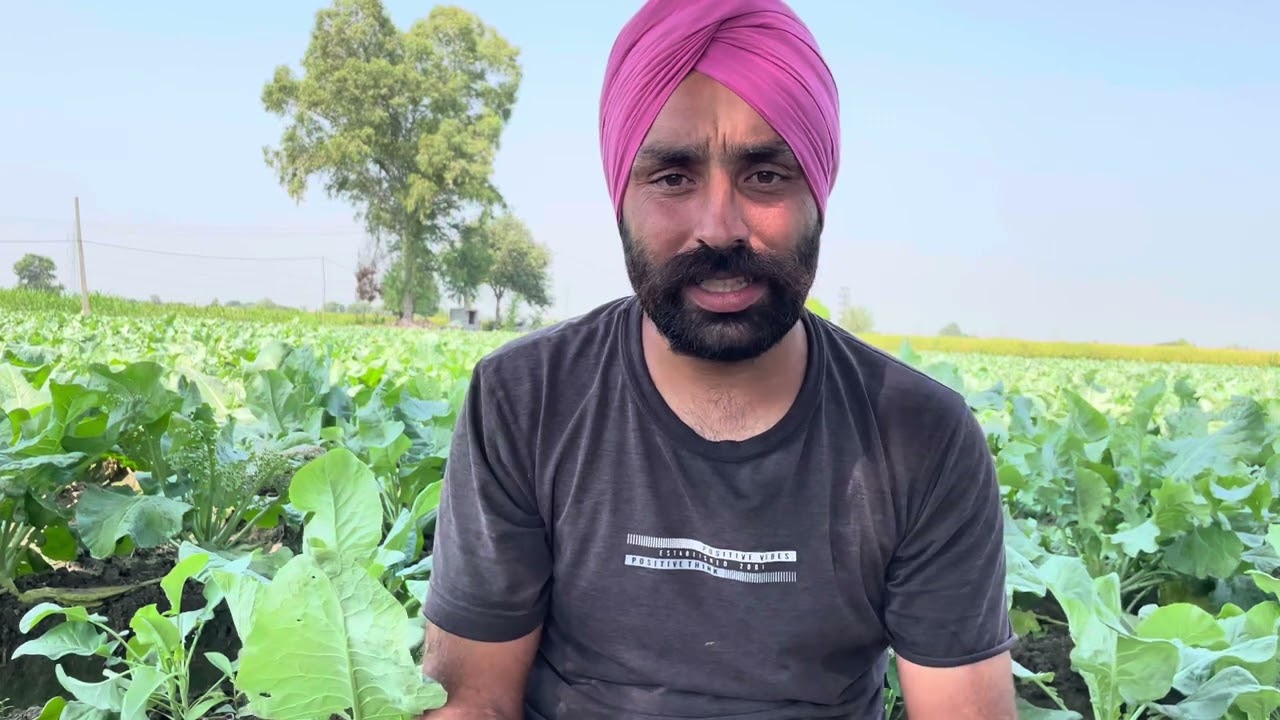 ਗੋਭੀ ਚੋਂ ਕੱਖਾਂ/ ਨੰਦੀਨਾਂ ਨੂੰ ਕਿਵੇ ਖ਼ਤਮ ਕਰੀਏ #kisan #gobbi  #gardening #garden #khetibadi #khetibadi 