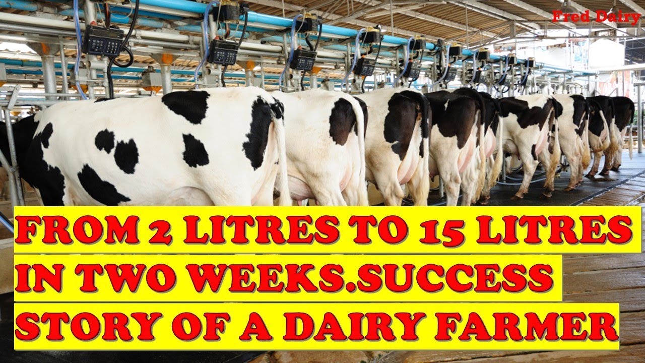 SUCCESS STORY AS A DAIRY FARMER .From 2 Litre to 15 Litre in Three Weeks(MUST WATCH!!!)