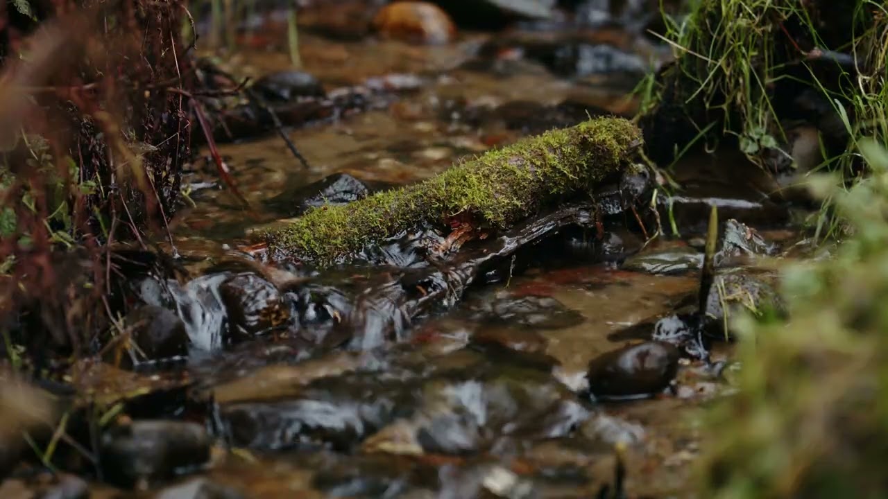 Non-AI Sleep Background - Humboldt Hill