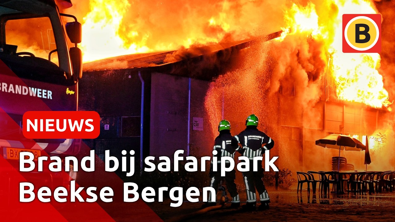 Vlammenzee bij safaripark Beekse Bergen | Omroep Brabant