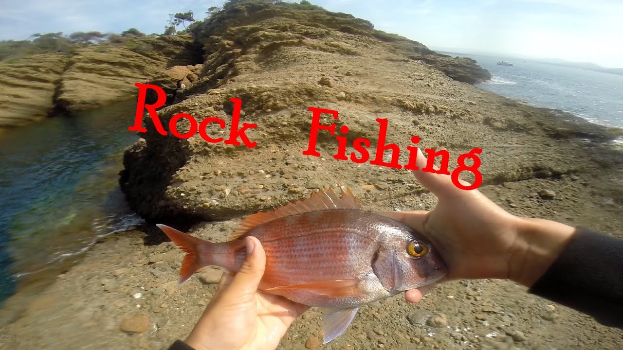 Pêche en Rockfishing : dorade, rascasse, serran et girelle