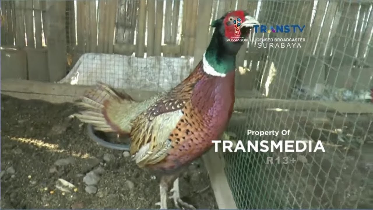 Uniknya Ayam Hias Tibet