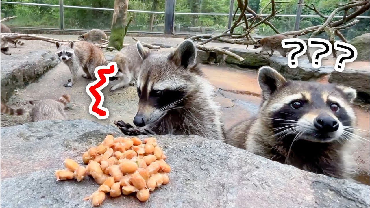 初めて納豆を触ったアライグマが感触に衝撃を受けた瞬間