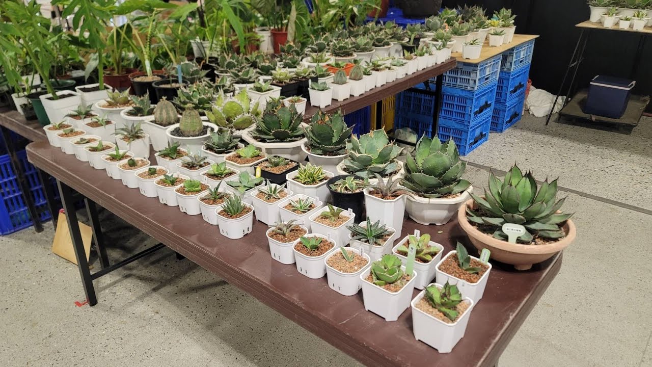 水美園2022-龍舌蘭,仙人掌篇(鱟-破壞神龍舌蘭,黑王丸)，Agricgarden-Agave, Cactus (Agave juggernaut,Copiapoa cinerea)