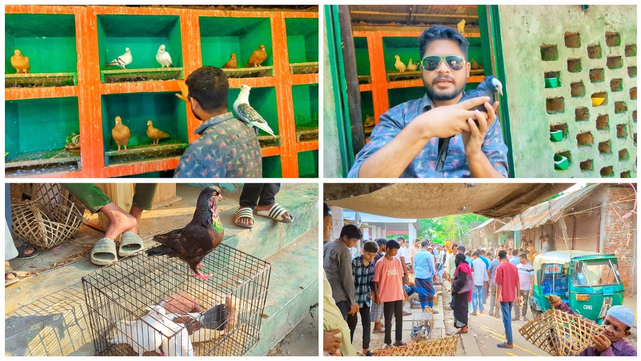বিক্রি করতে গেলাম কবুতর বাজারে 😁