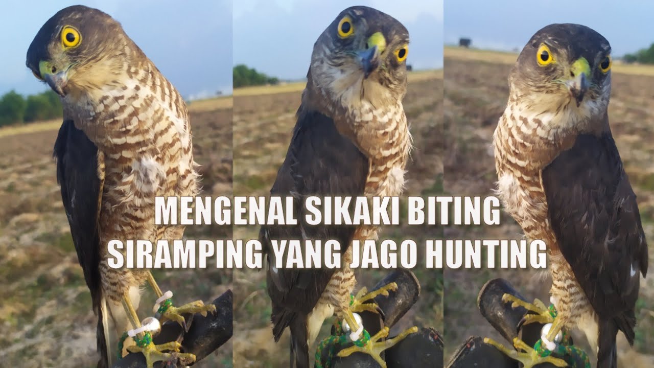 Mengenal elang kaki Biting & tips merawat serta menjinakkannya