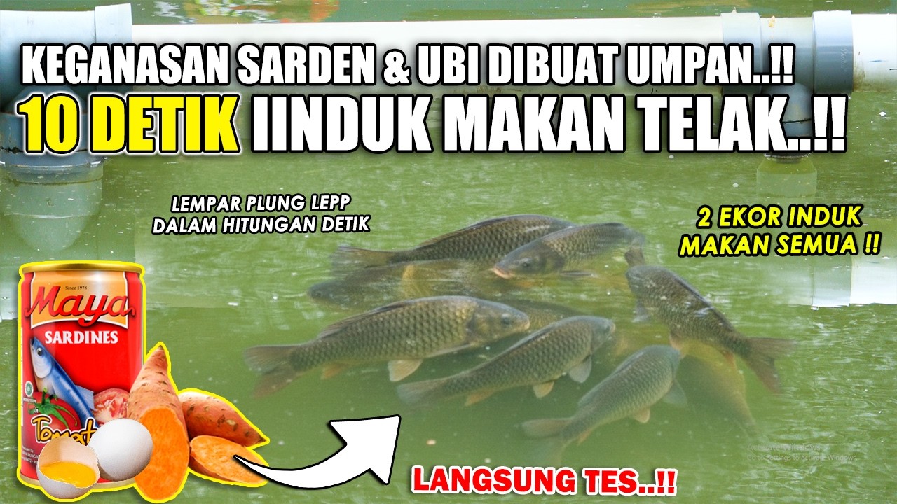 SIKAT 2 EKOR INDUK DALAM HITUNGAN 10 DETIK !! RACIKAN JITU UMPAN WANGI GURIH DARI SARDEN & UBI ❗❗