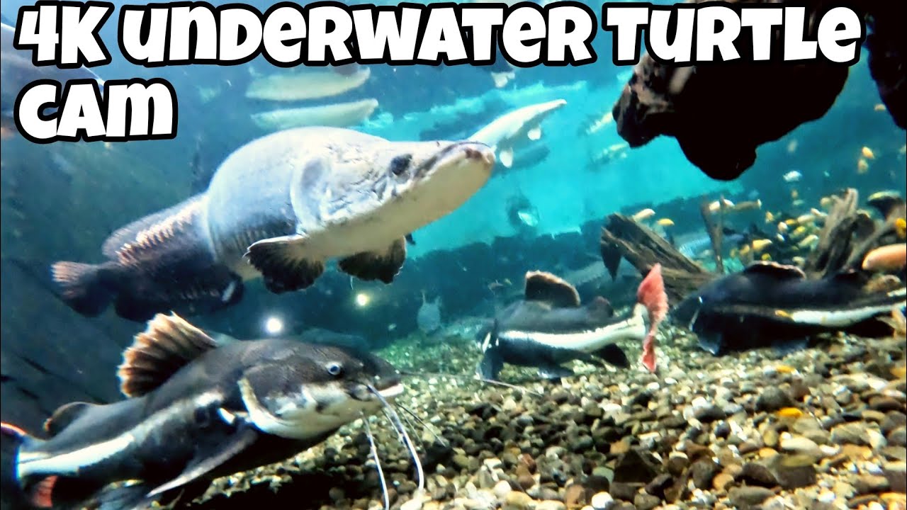 4k Turtle cam - 58,000g Underwater adventure at ohio fish rescue