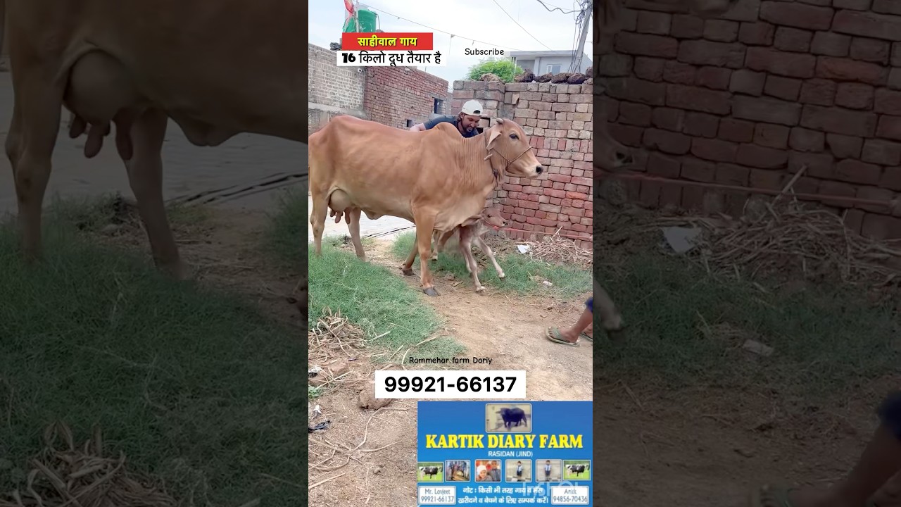 Top Sahiwal cows #cow #shortsvideo #farming #viralvideo #cowvideos