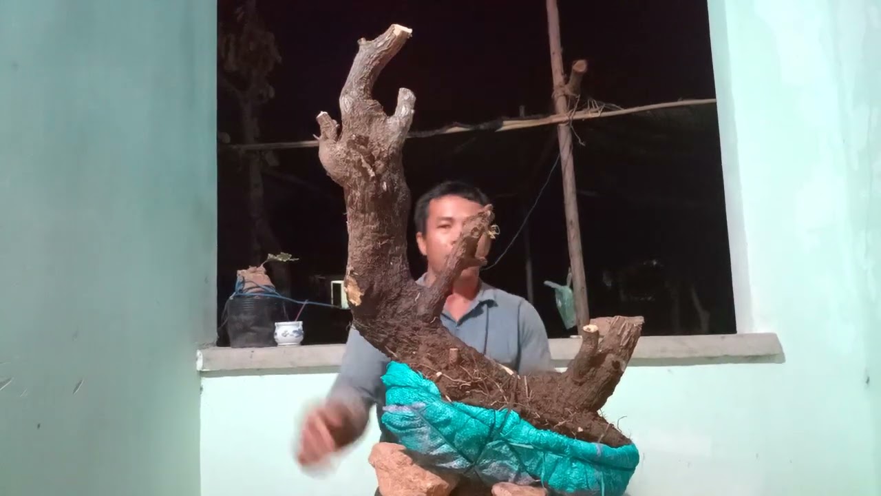 (dx)3.m831... Gl cây cẩm thị 400k lh0707713796khuongbonsai