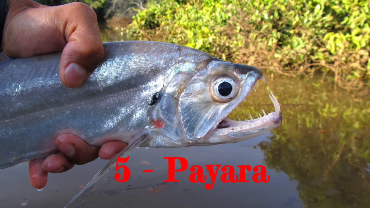 Top 10 Predatory Fish for Freshwater Aquarium