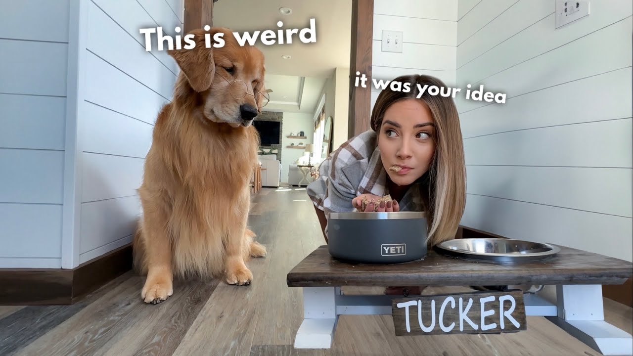 If My Dog and I Switched Bodies...