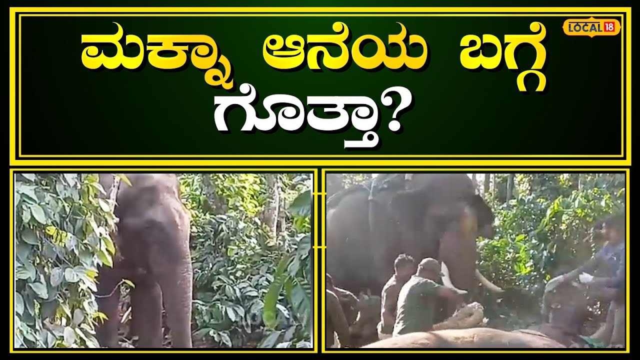 Hassan Makna elephant | ಮಕ್ನಾ ಕಾಡಾನೆ ಬಗ್ಗೆ ನಿಮಗೆ ಗೊತ್ತಾ? ಇಲ್ಲಿದೆ ನೋಡಿ ಮಾಹಿತಿ | #local18