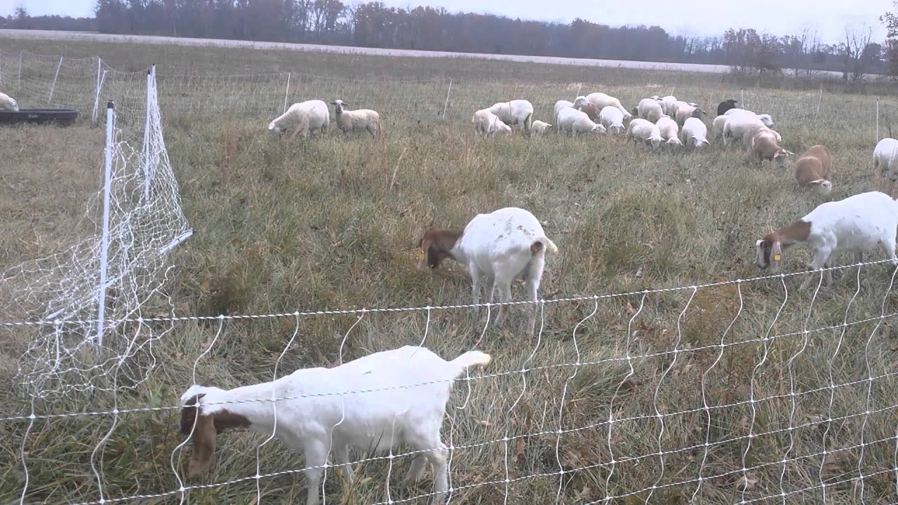 Rotational Grazing with Sheep and Goats