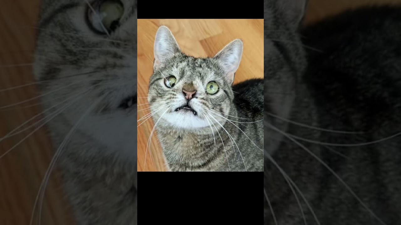 Así se ven algunos animales con síndrome de Down 