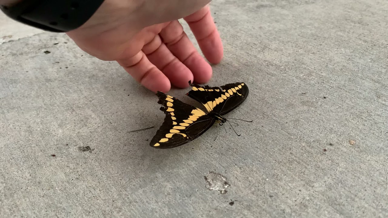 Butterfly Rescue Fail