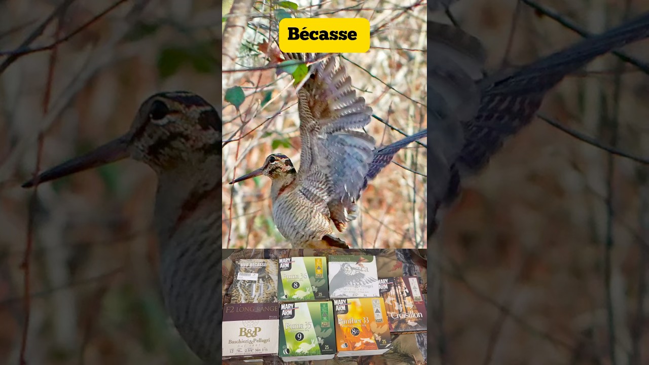 Munitions pour la chasse à la bécasse 