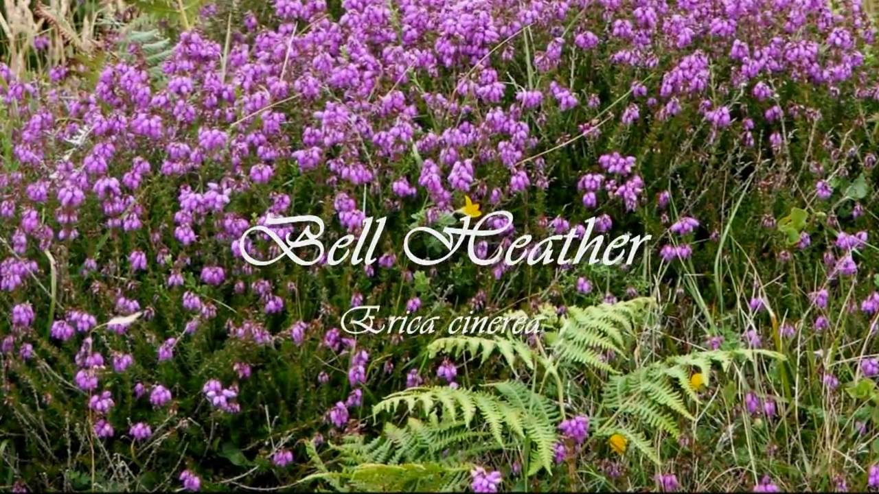 More Common Wild Flowers of Britain and Ireland!