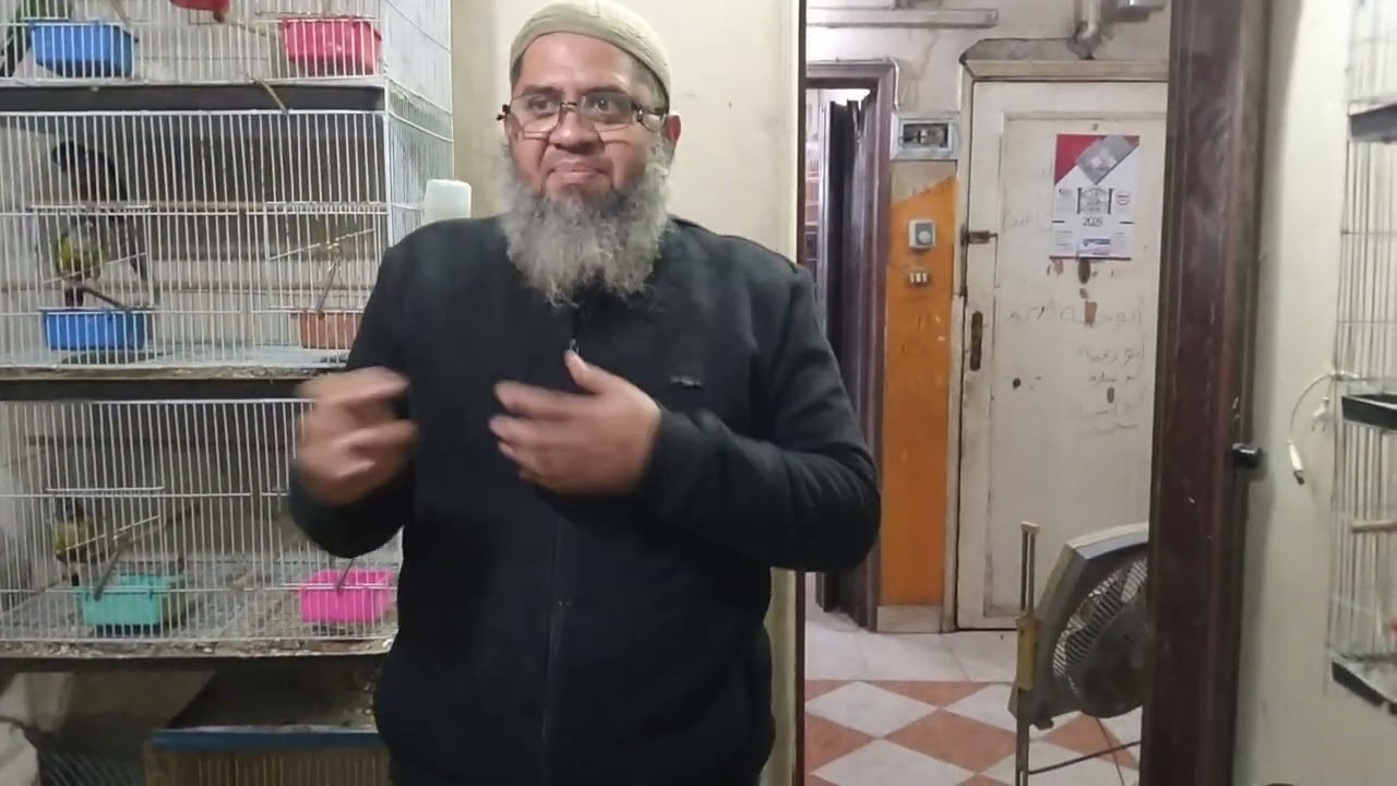 معلومه هامه جدا عن طائر الكوكتيل التزاوج والانتاج