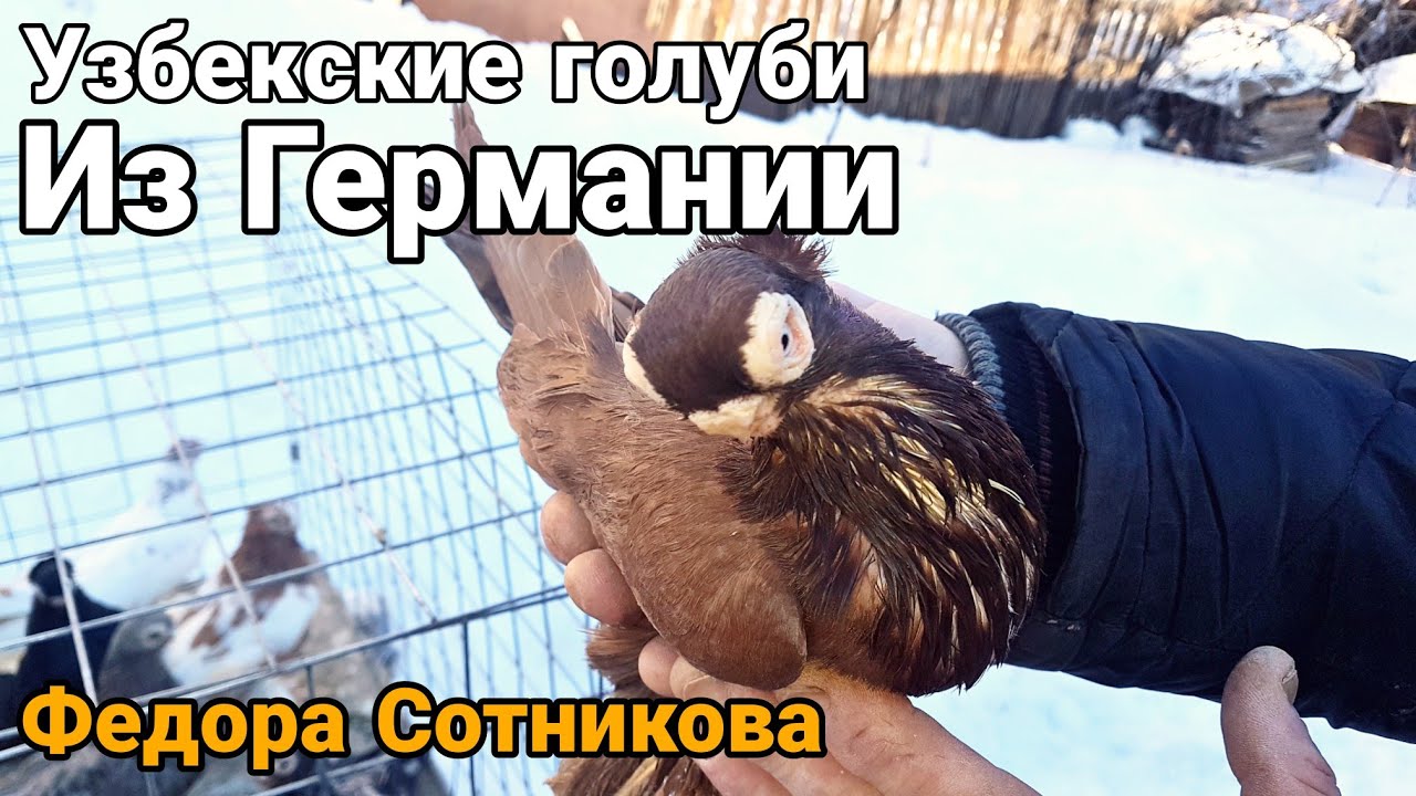 Узбекские голуби из Германии Федора Сотникова.Uzbek pigeons from Germany by Fedor Sotnikov