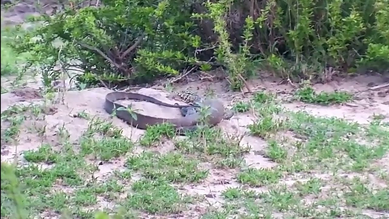 Monitor Lizard rests  near its burrow at end of the day 11/6/25
