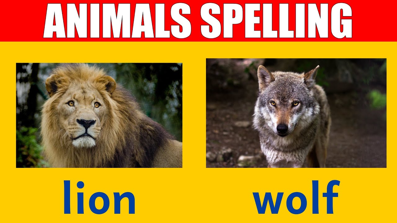 Wild Animal Names - Learn Spelling and Pronunciation in English