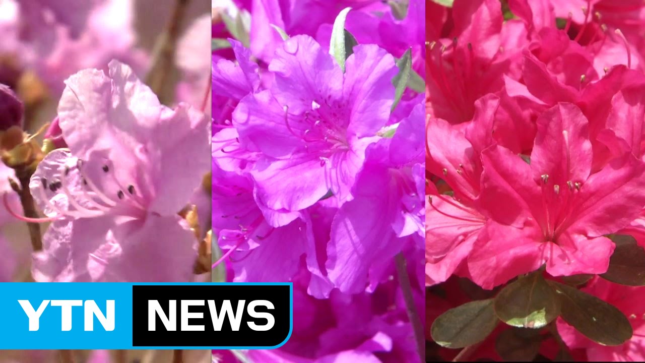 진달래&middot;철쭉&middot;영산홍, 이렇게 구별합니다 / YTN