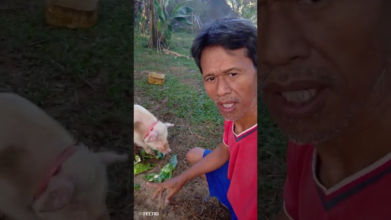 May gulay pagkain na naman mga piggy ko.@mike kadayovlog 